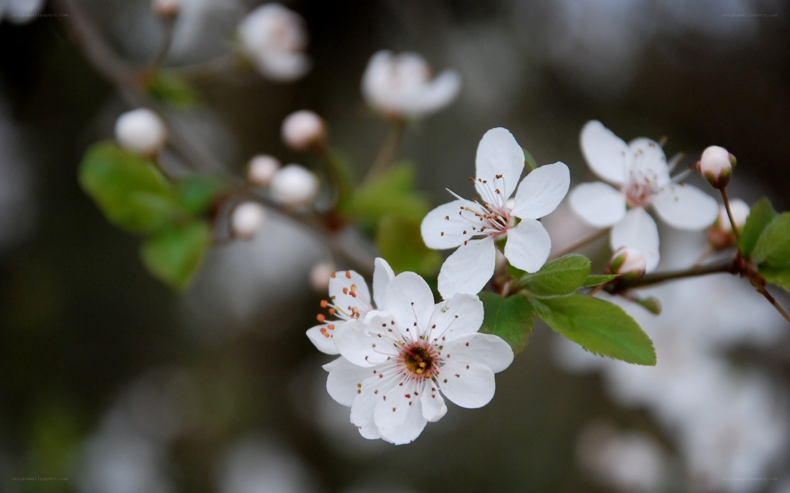 White blossoms on a tree branch
