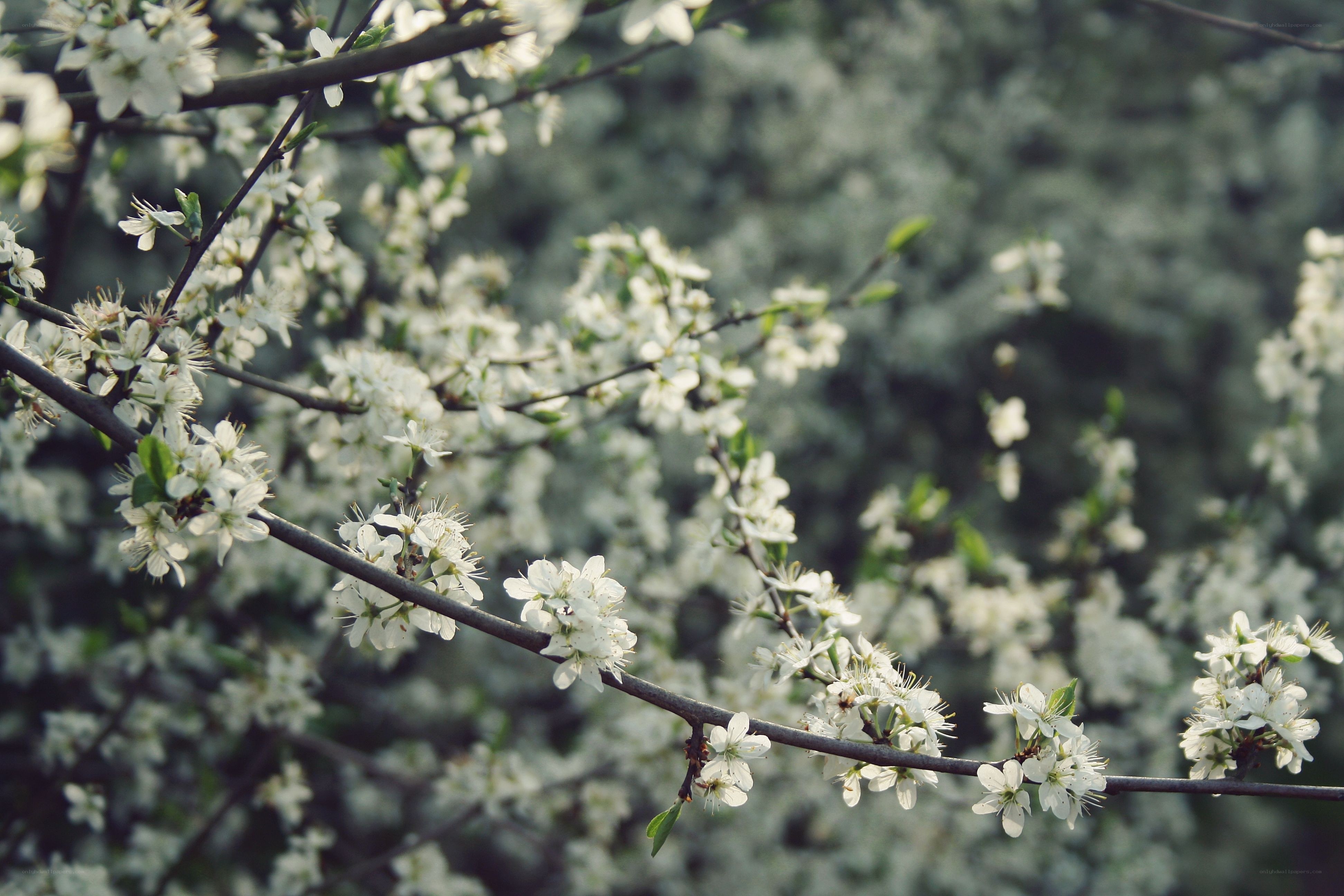 white blossoms on a tree branch