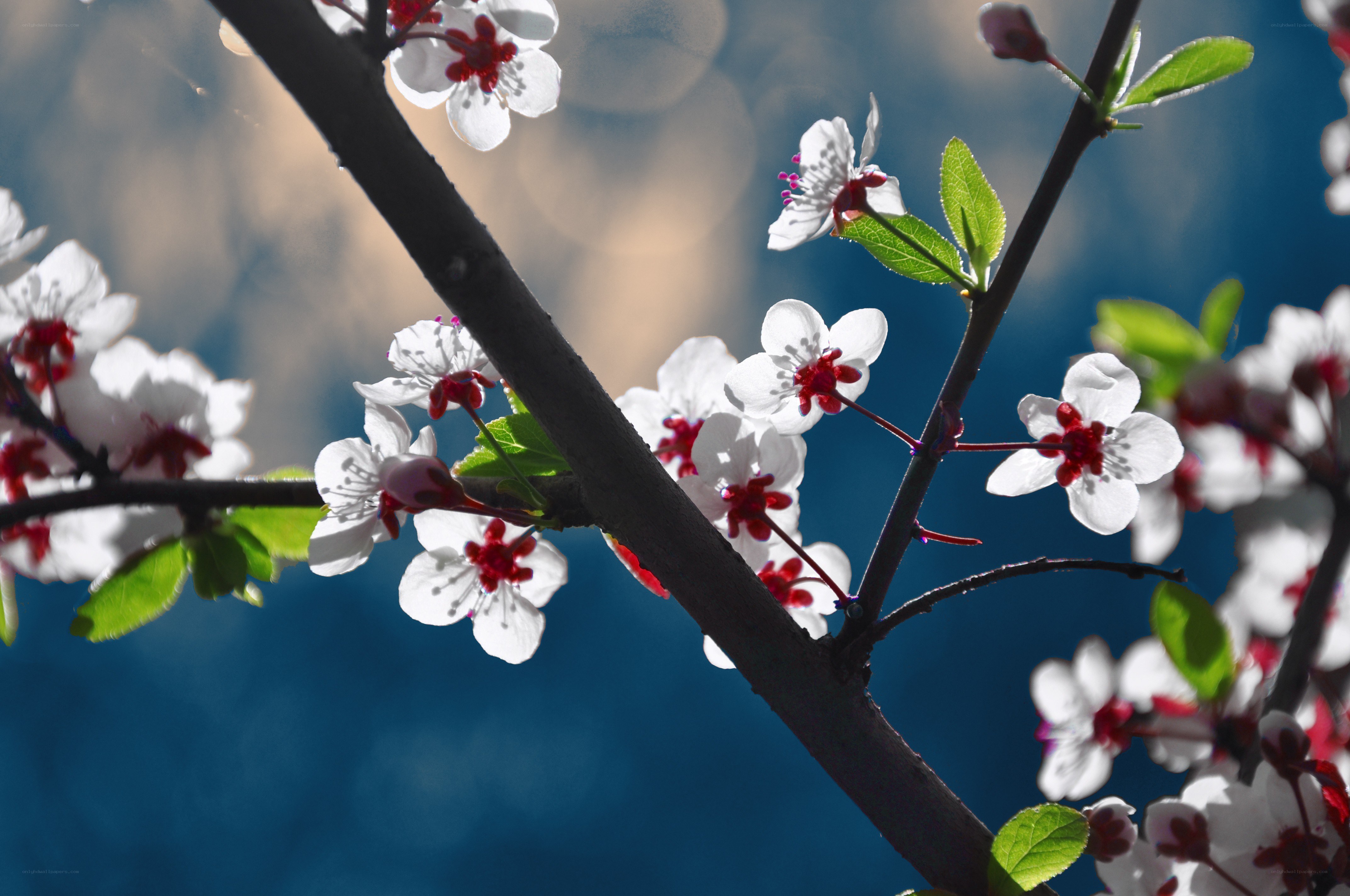 White blossoms on a tree branch