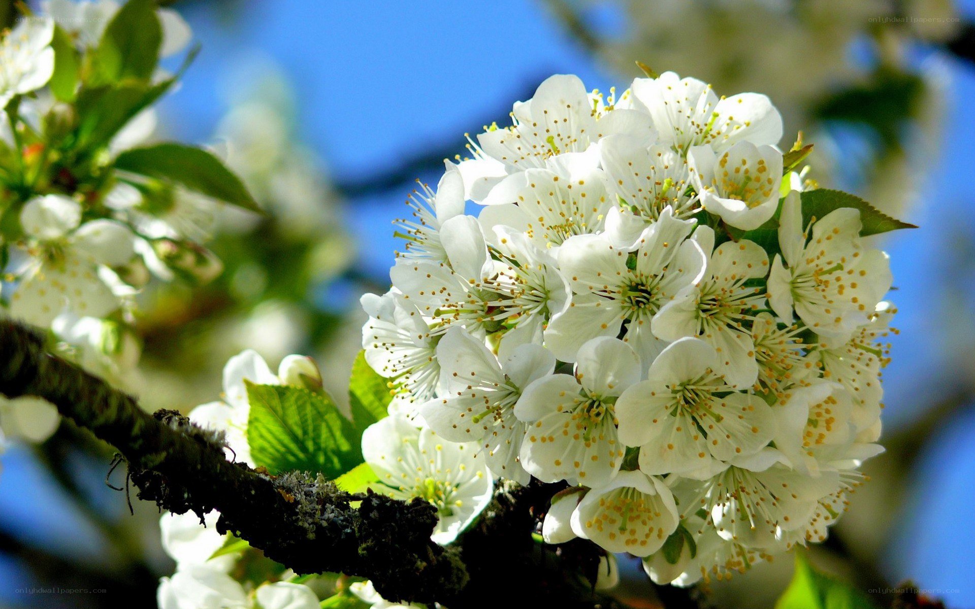 White blossoms on a tree branch