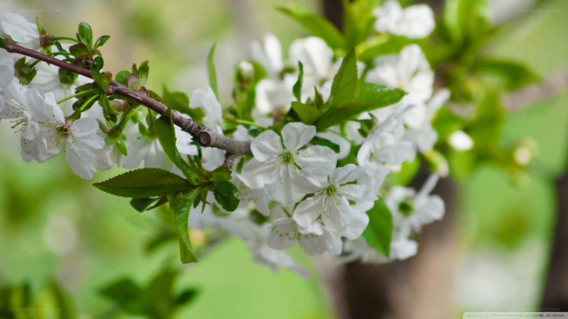 white blossoms on a tree branch