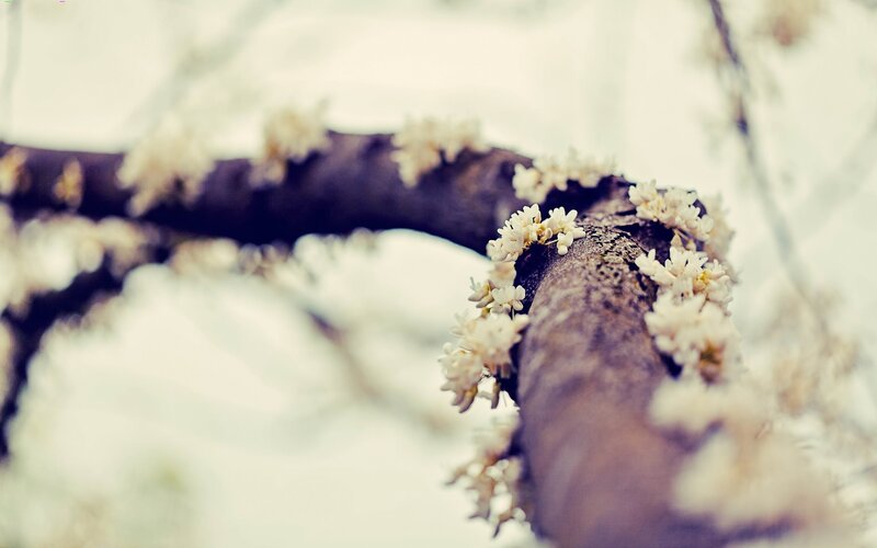white blossoms on a tree branch