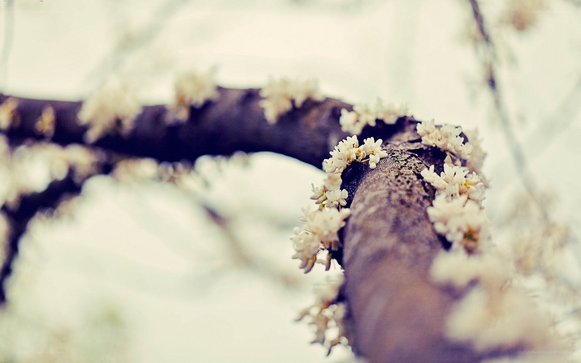 white blossoms on a tree branch
