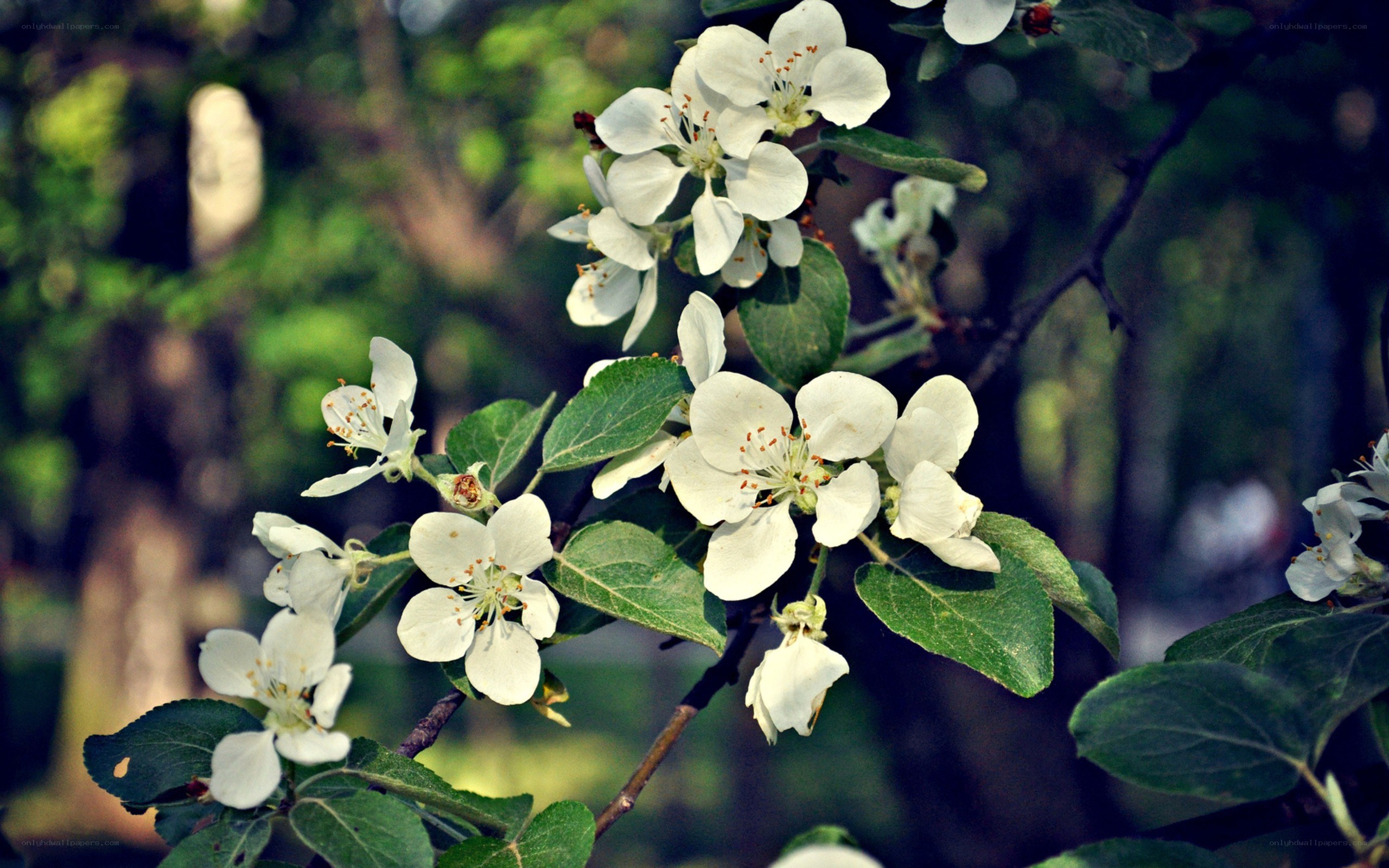 white blossoms on a tree branch