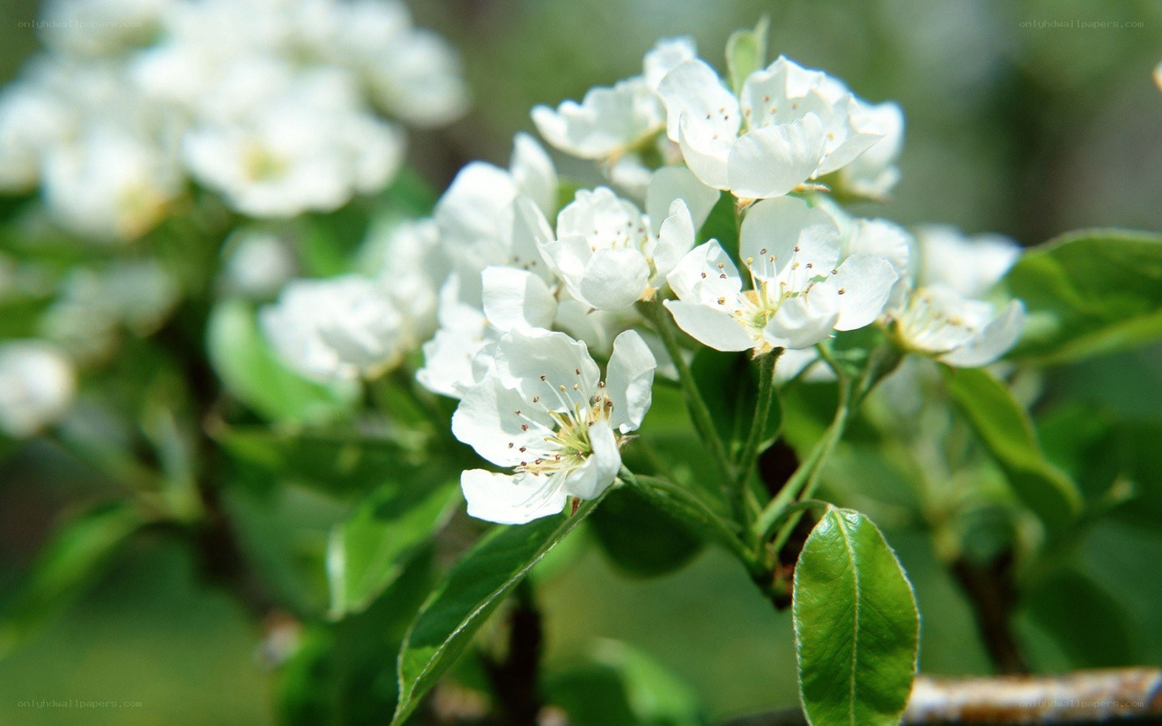 white blossoms on a tree branch