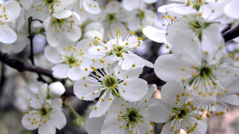 white blossoms on a tree branch