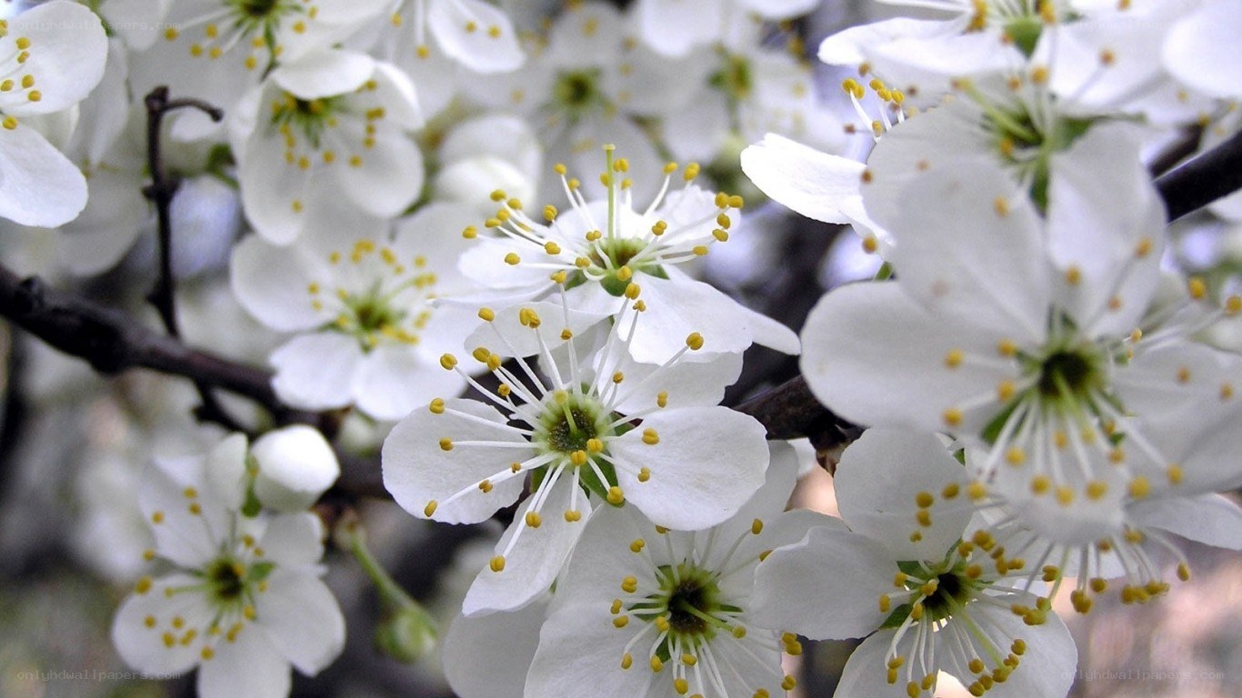 white blossoms on a tree branch