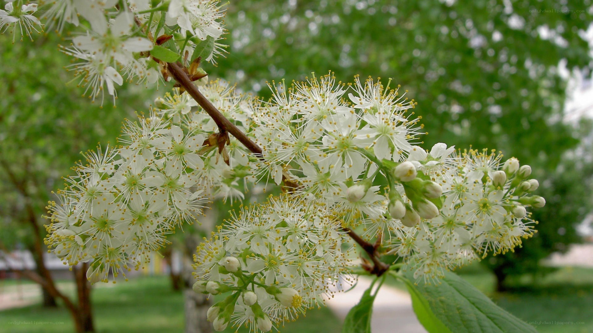 white blossoms on a tree branch