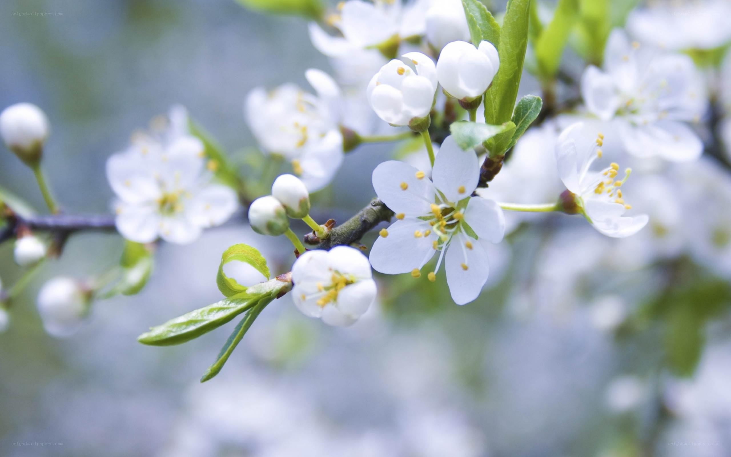 white blossoms on a tree branch