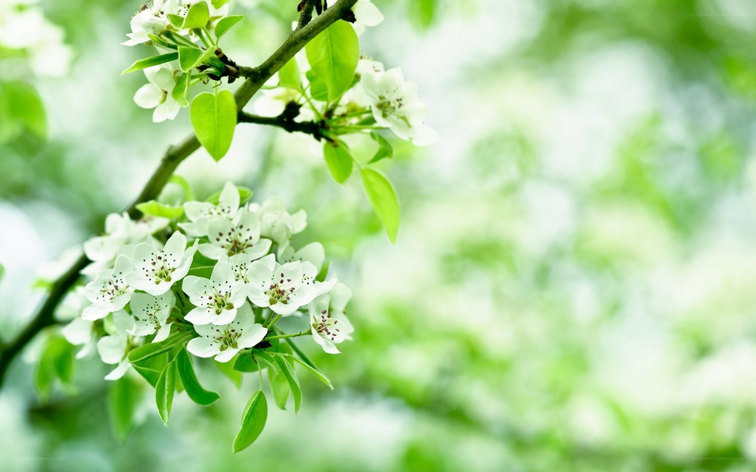 white blossoms on a tree branch