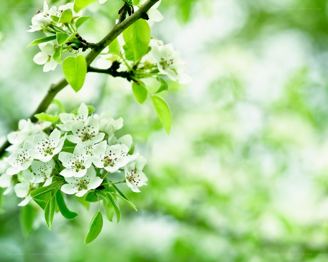 white blossoms on a tree branch
