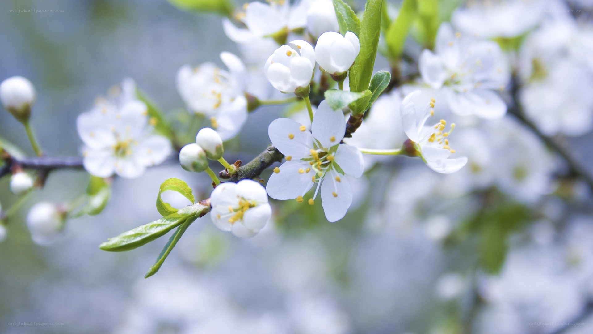 white blossoms on a tree branch