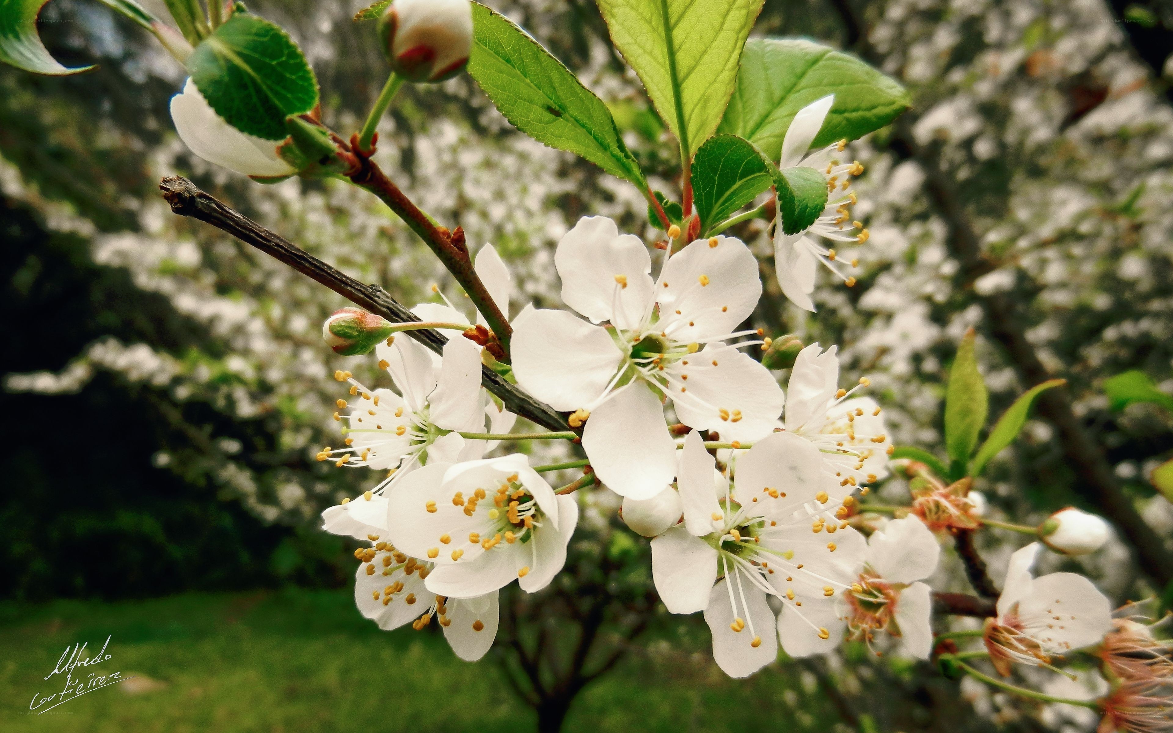 White blossoms on a tree branch