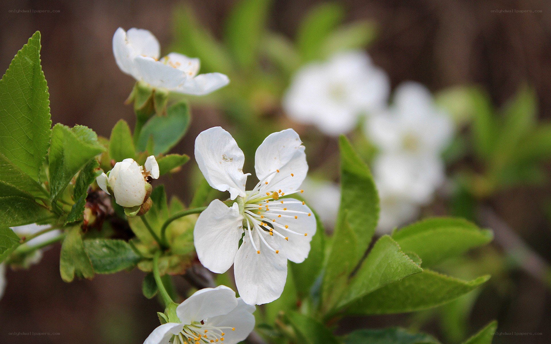 white blossoms on a tree branch
