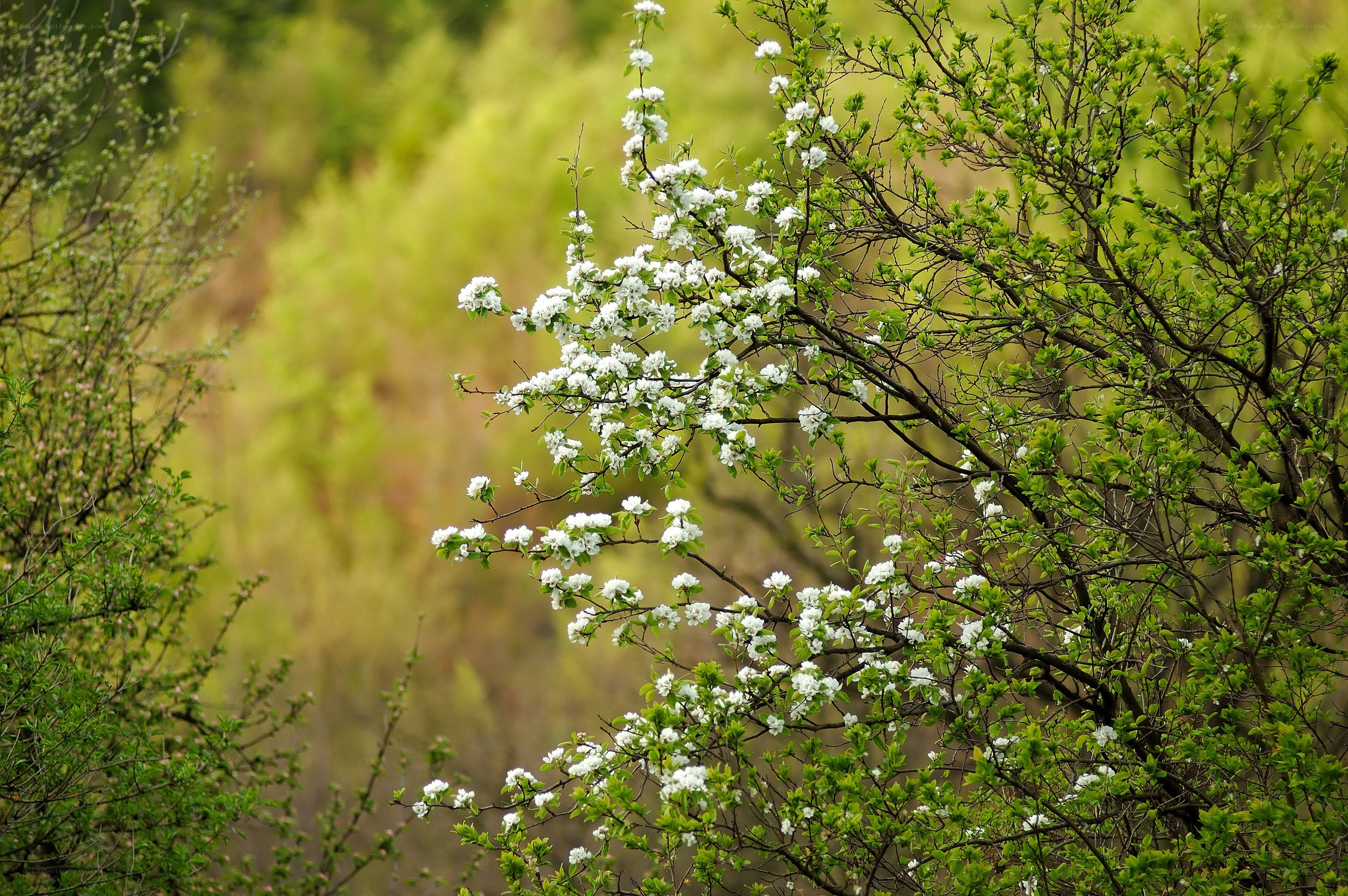 White blossoms on a tree branch