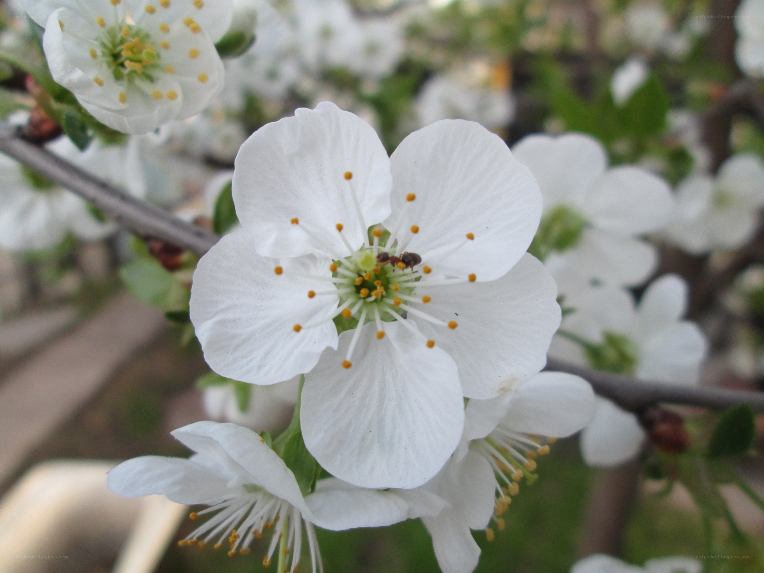 White blossoms on a tree branch
