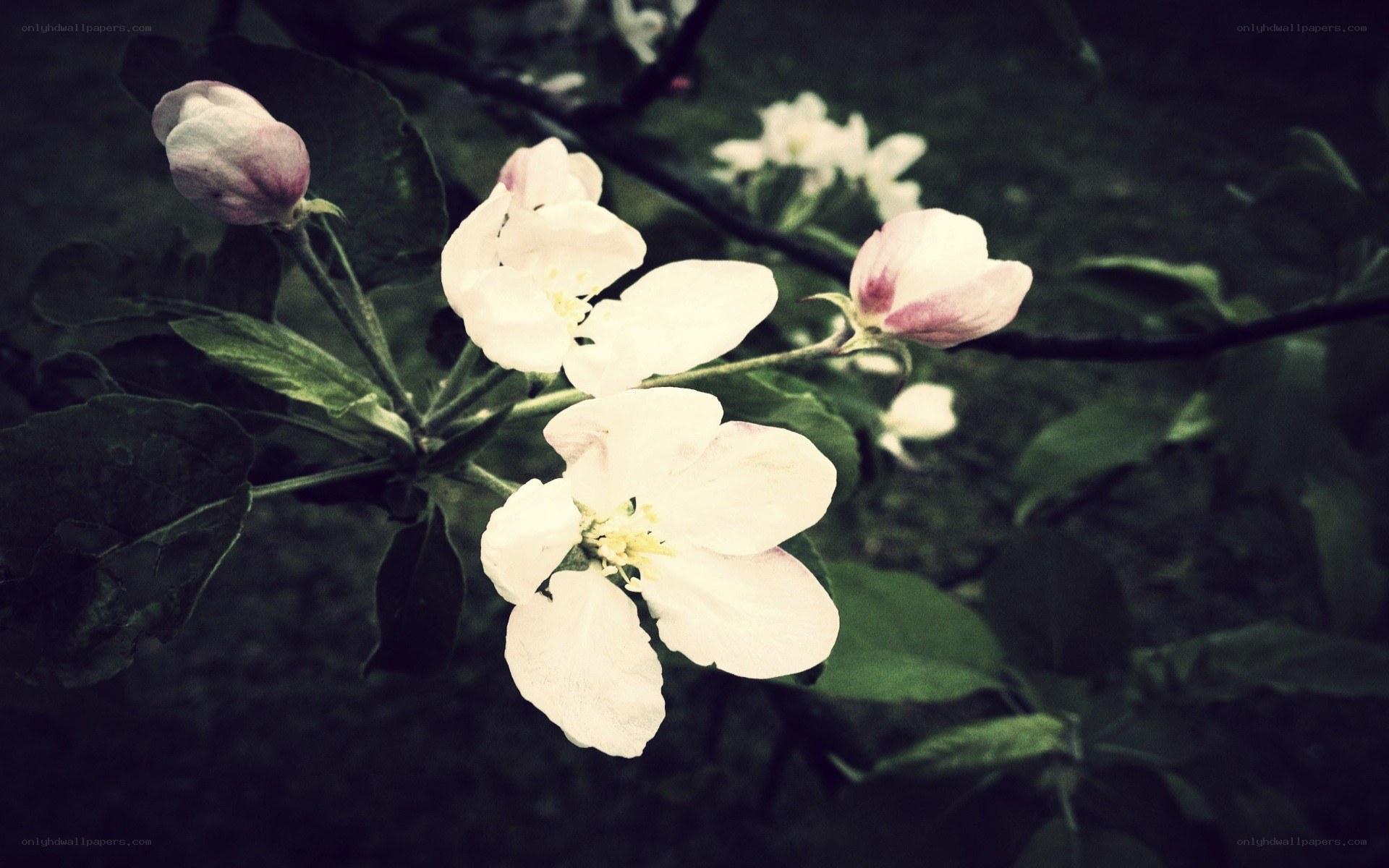 white blossoms on a tree branch