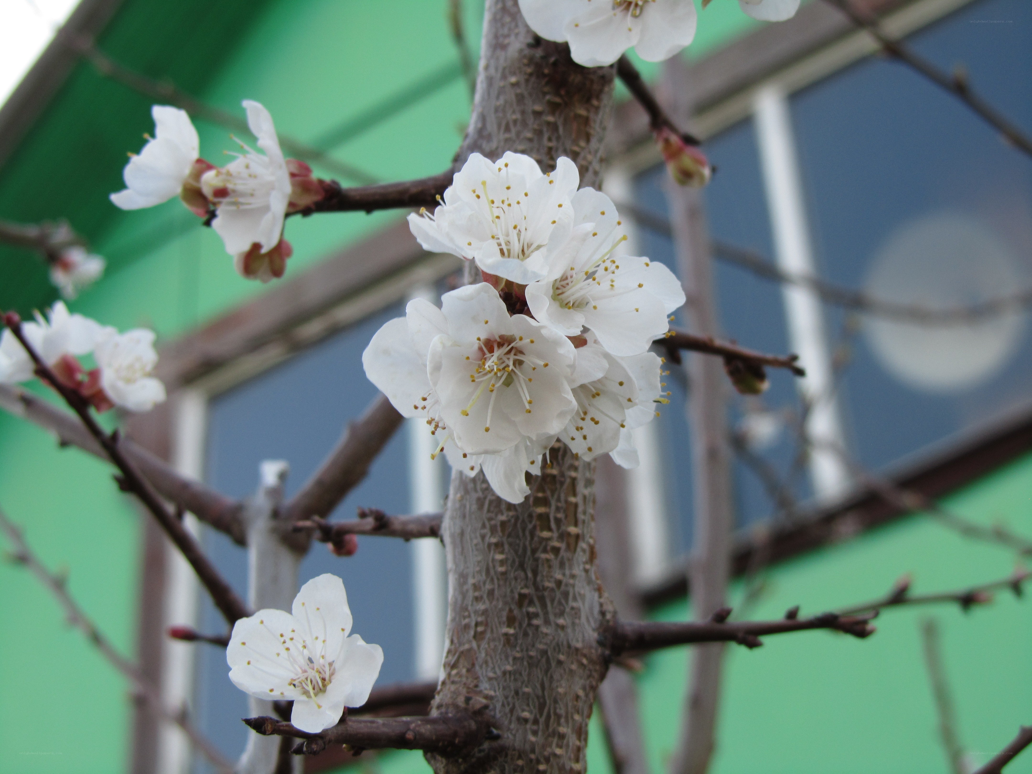 white blossoms on a tree branch