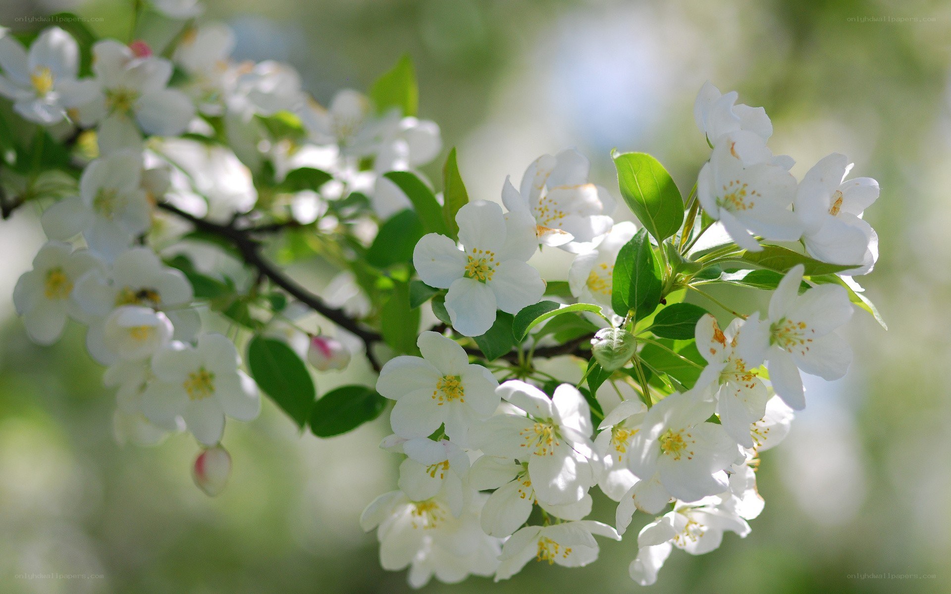 White blossoms on a tree branch
