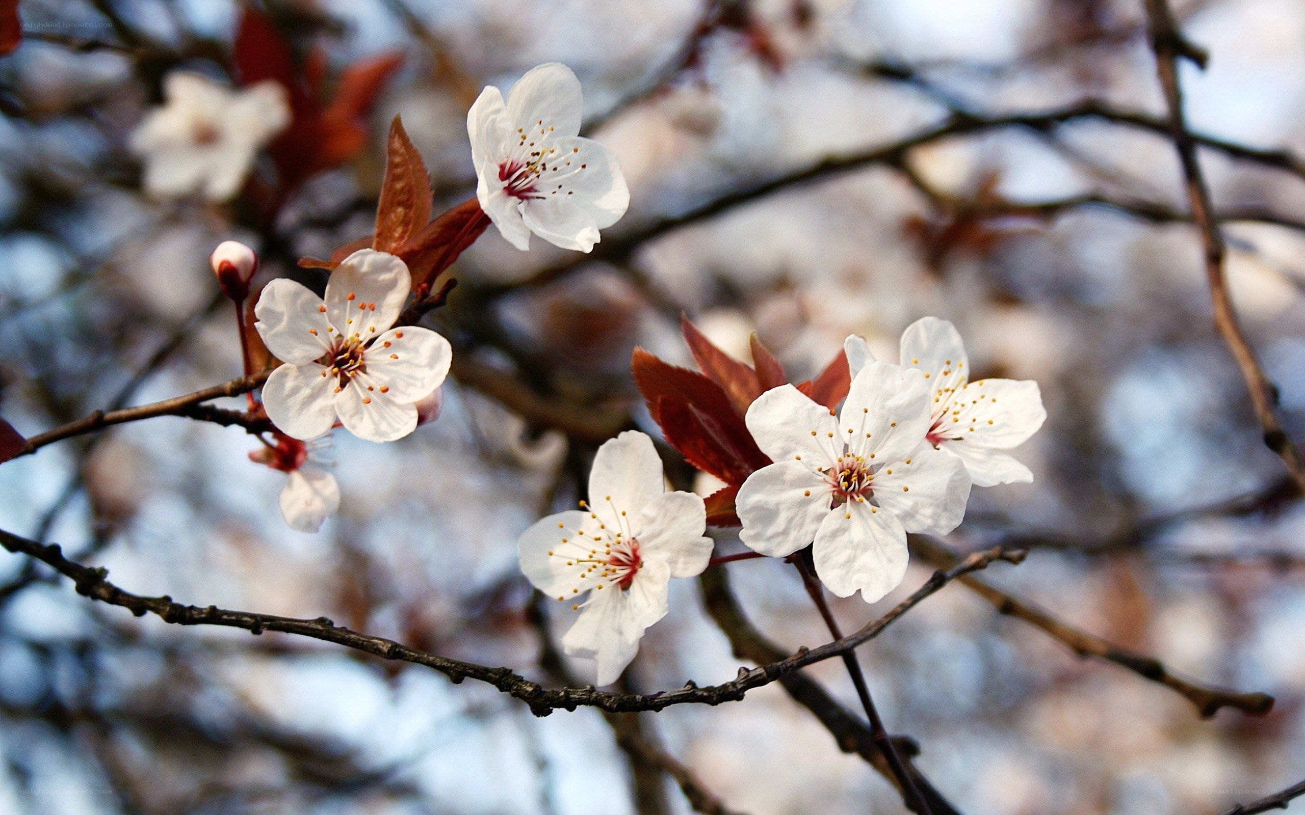 White blossoms on a tree branch