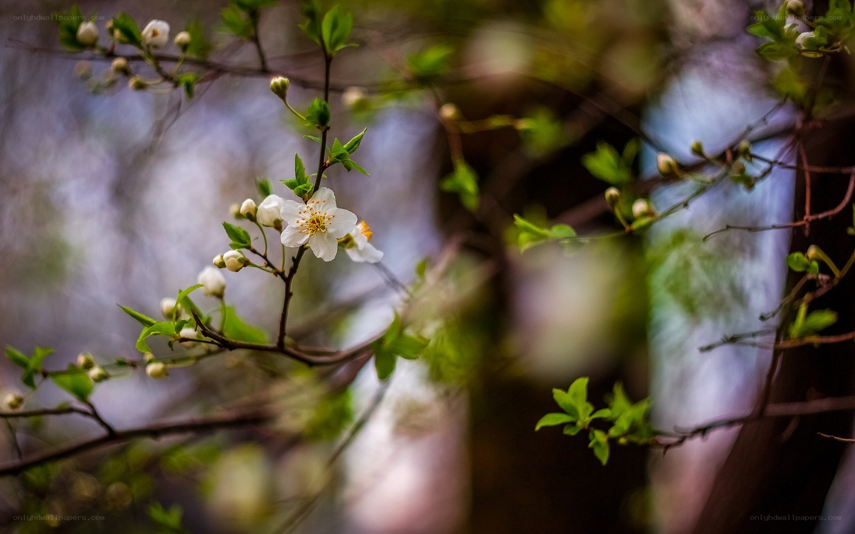 White blossoms on a tree branch