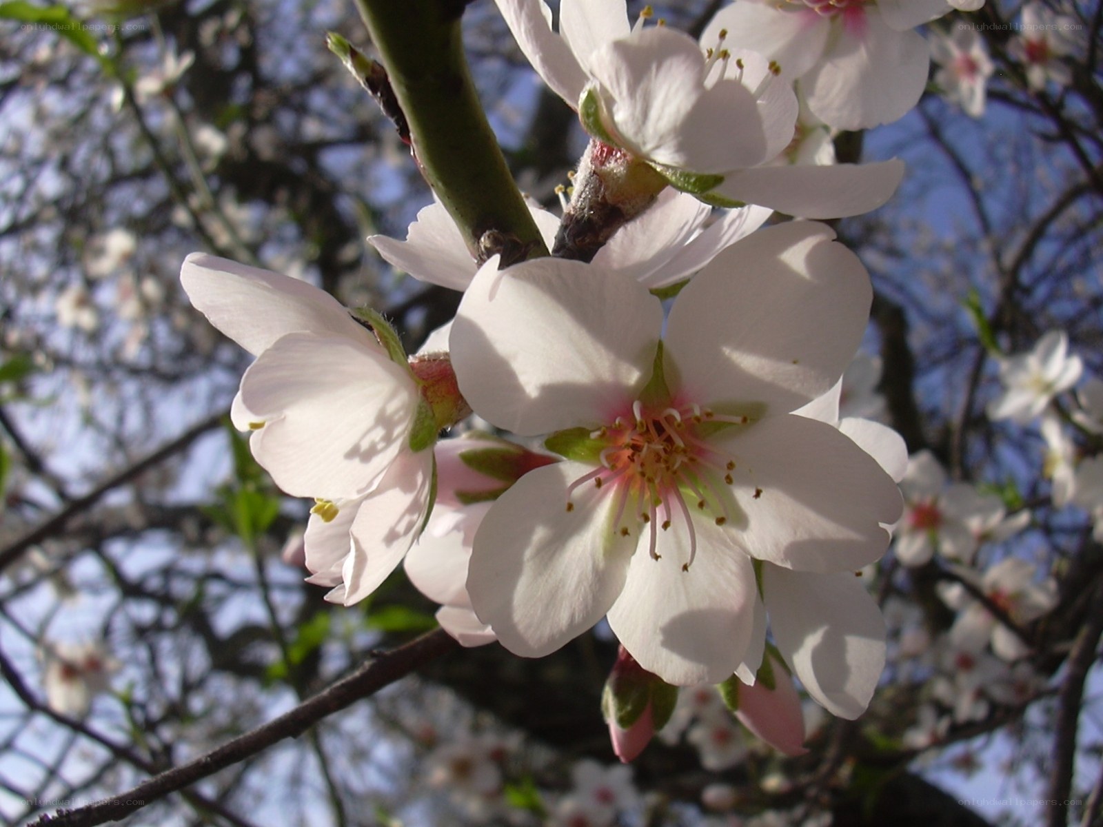 White blossoms on a tree branch