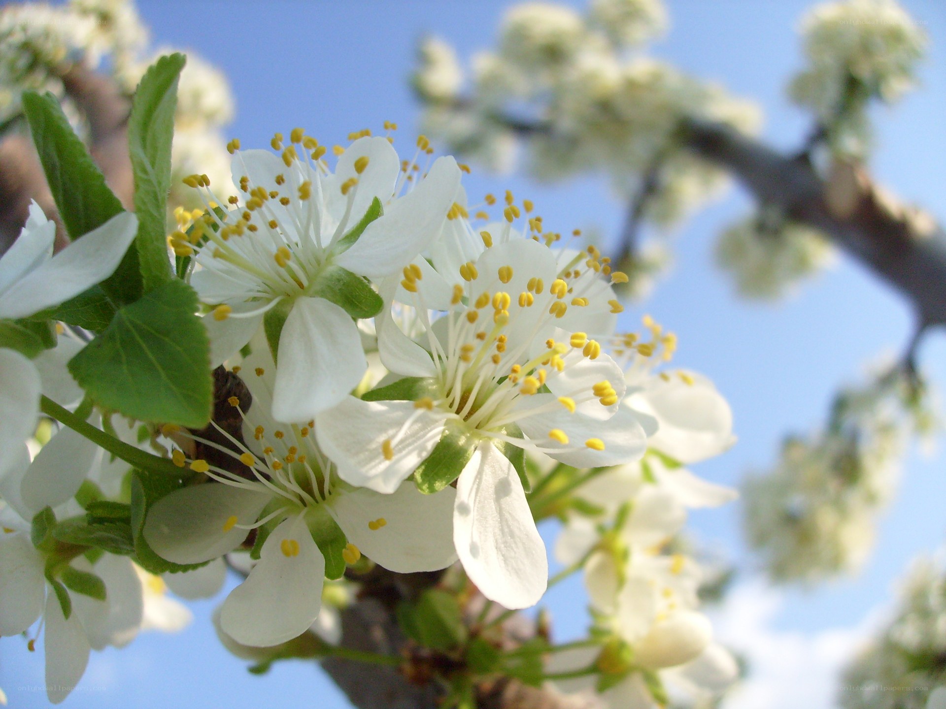white blossoms on a tree branch
