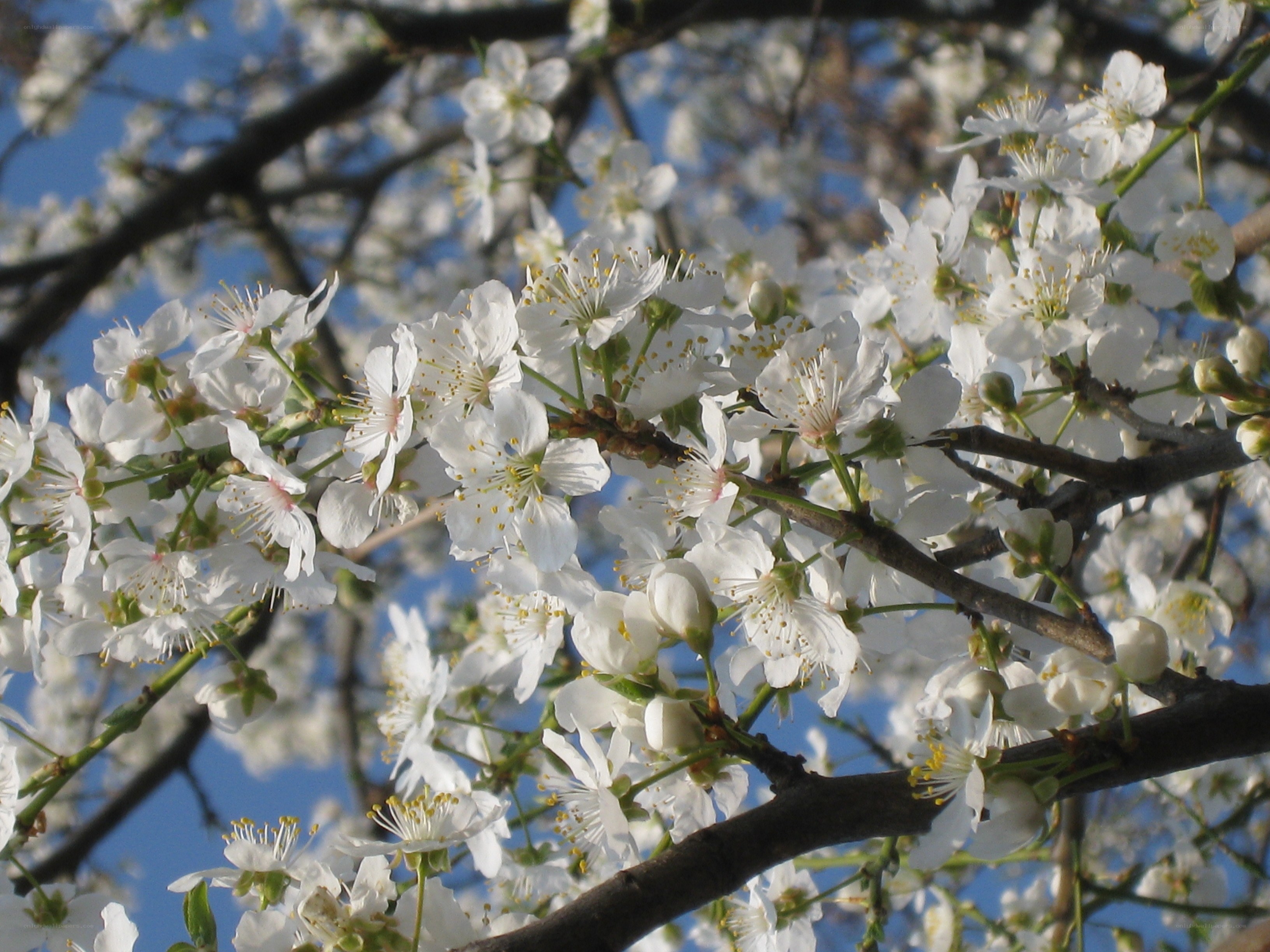 White blossoms on a tree branch
