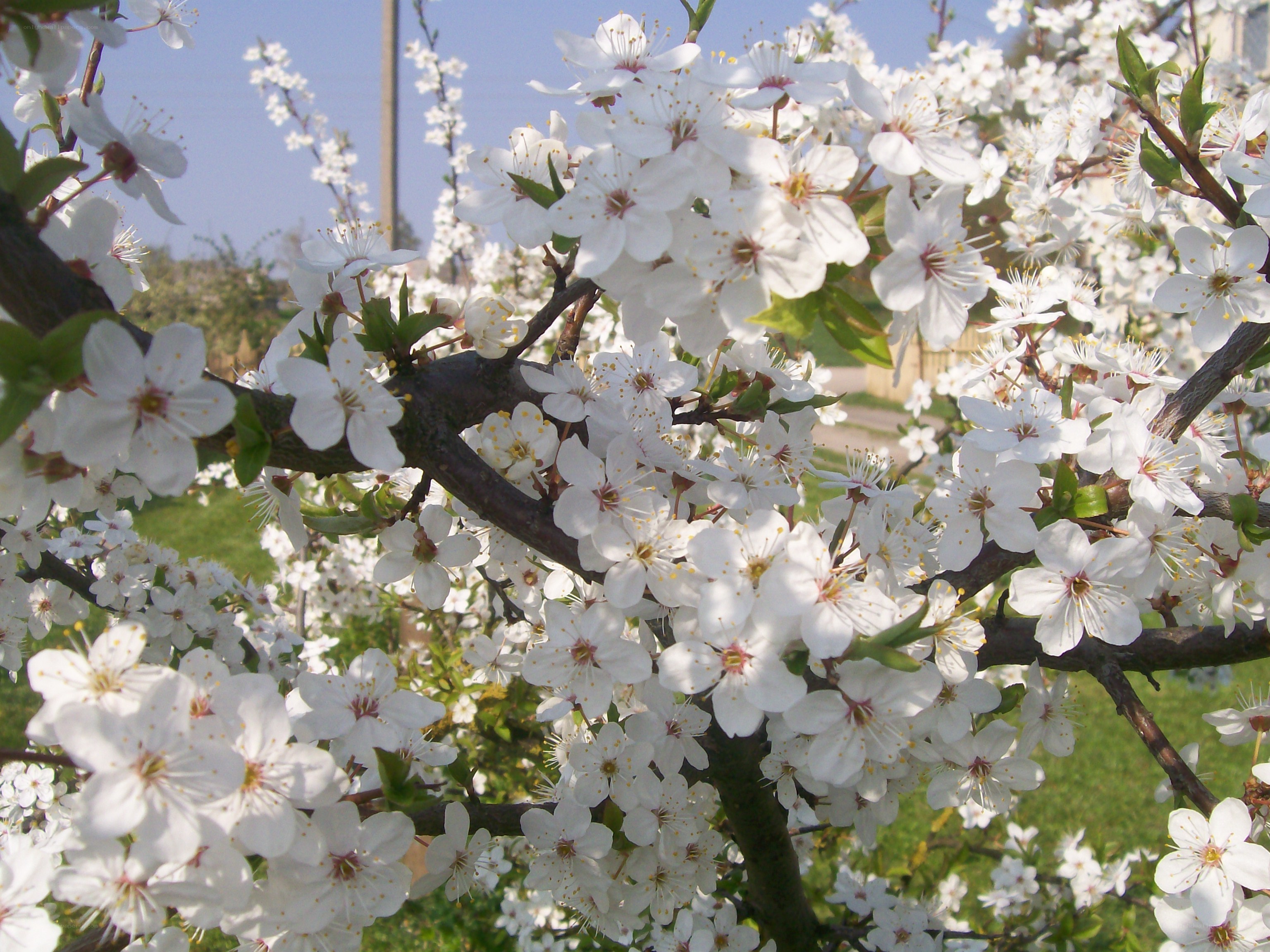 White blossoms on a tree branch