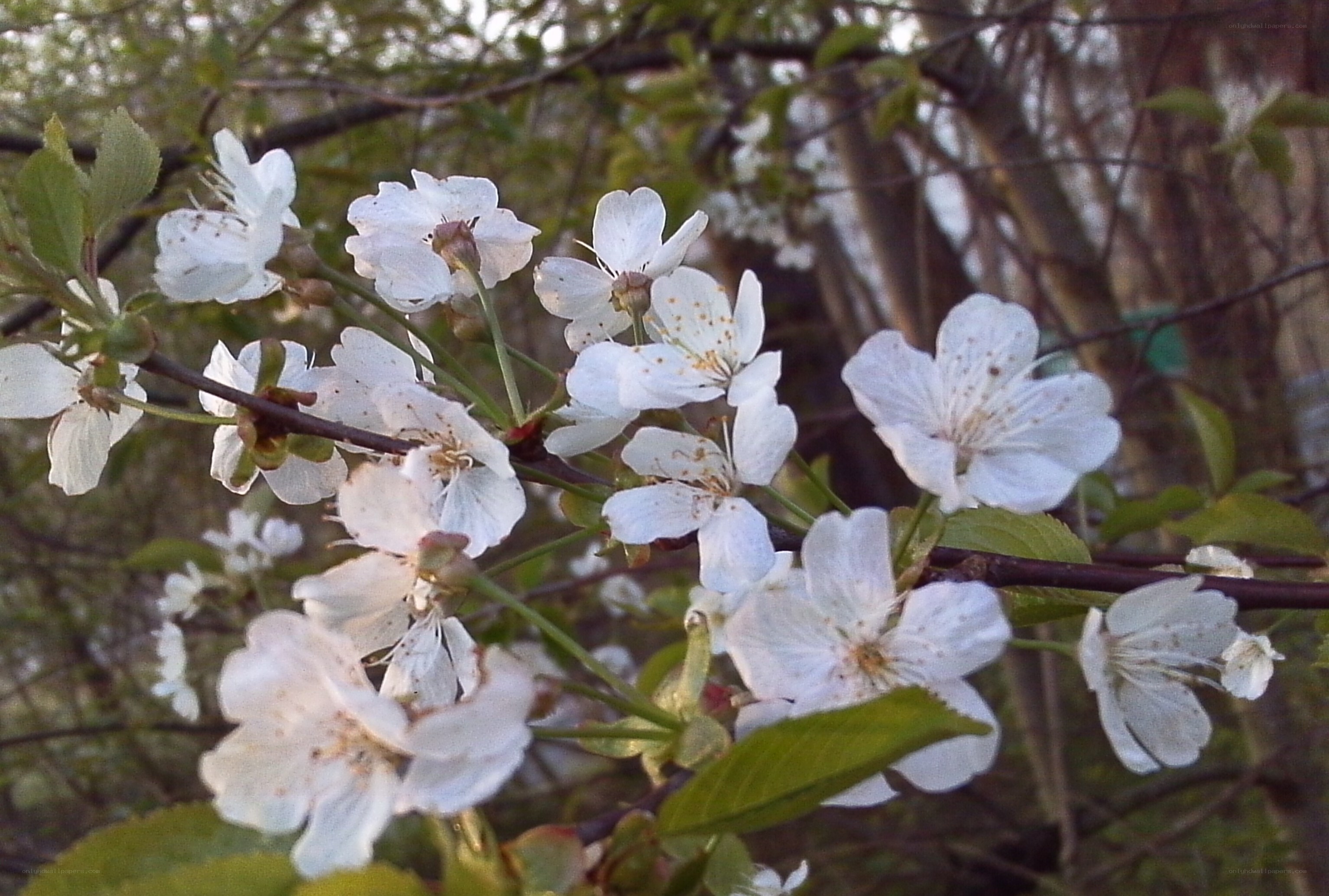 white blossoms on a tree branch