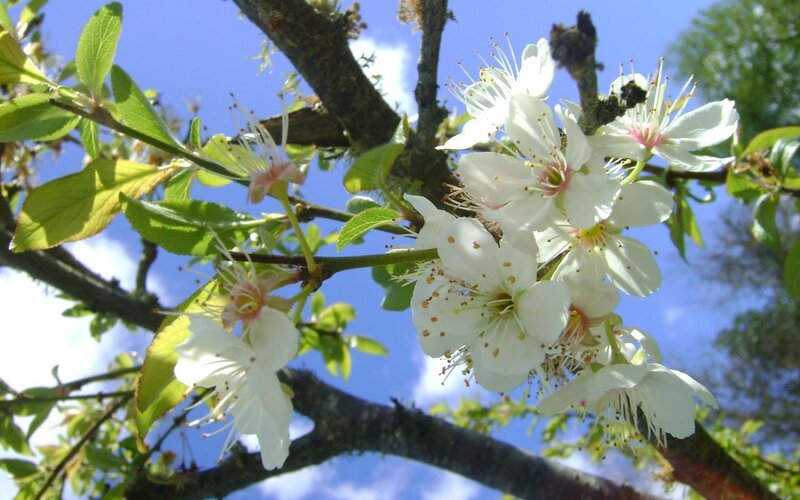 White blossoms on a tree branch