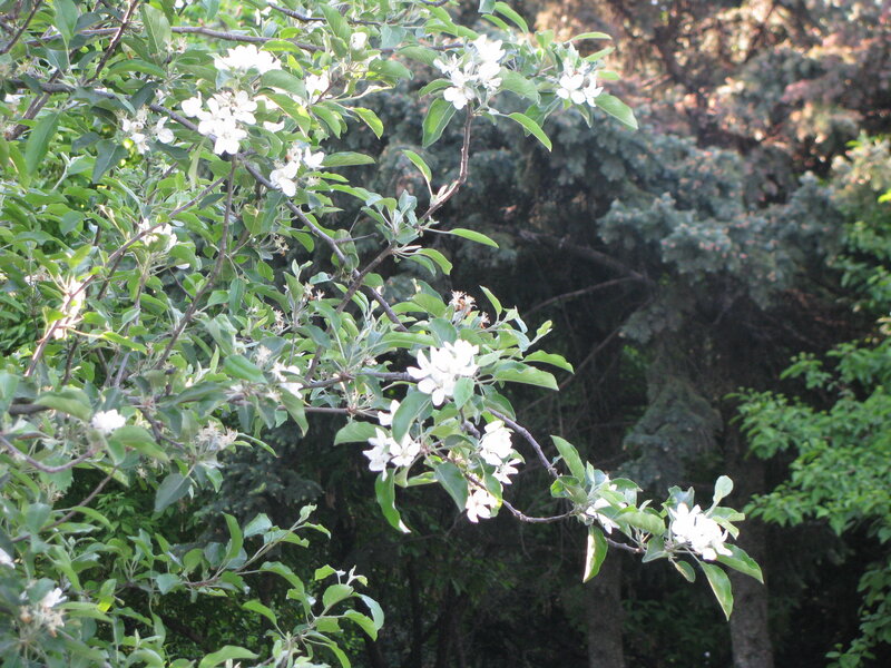 white blossoms on a tree branch