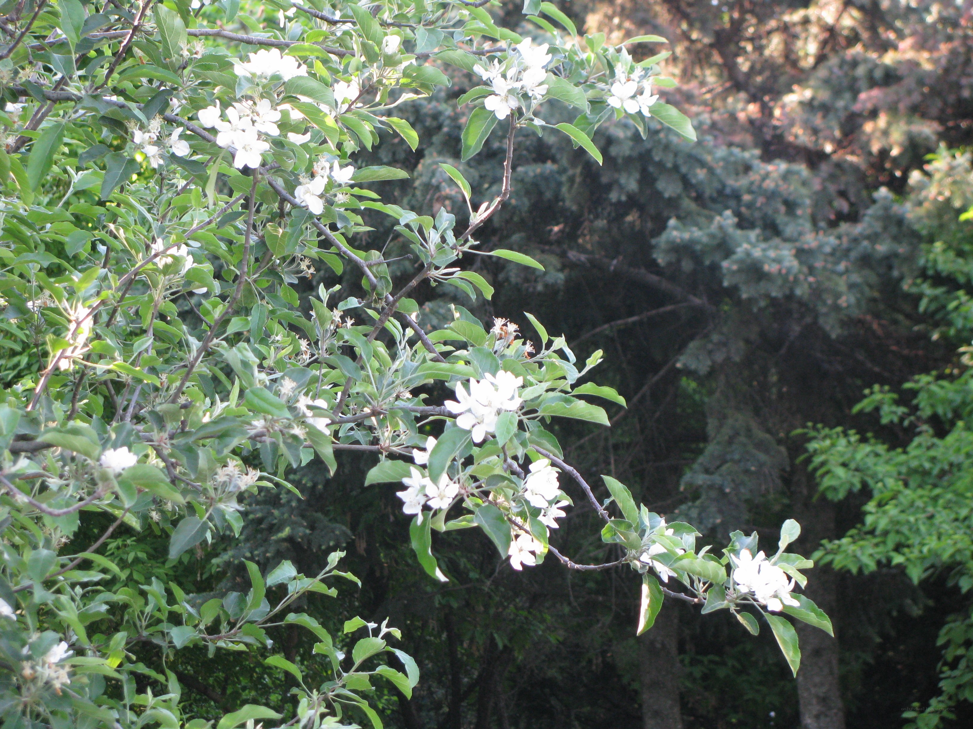 white blossoms on a tree branch