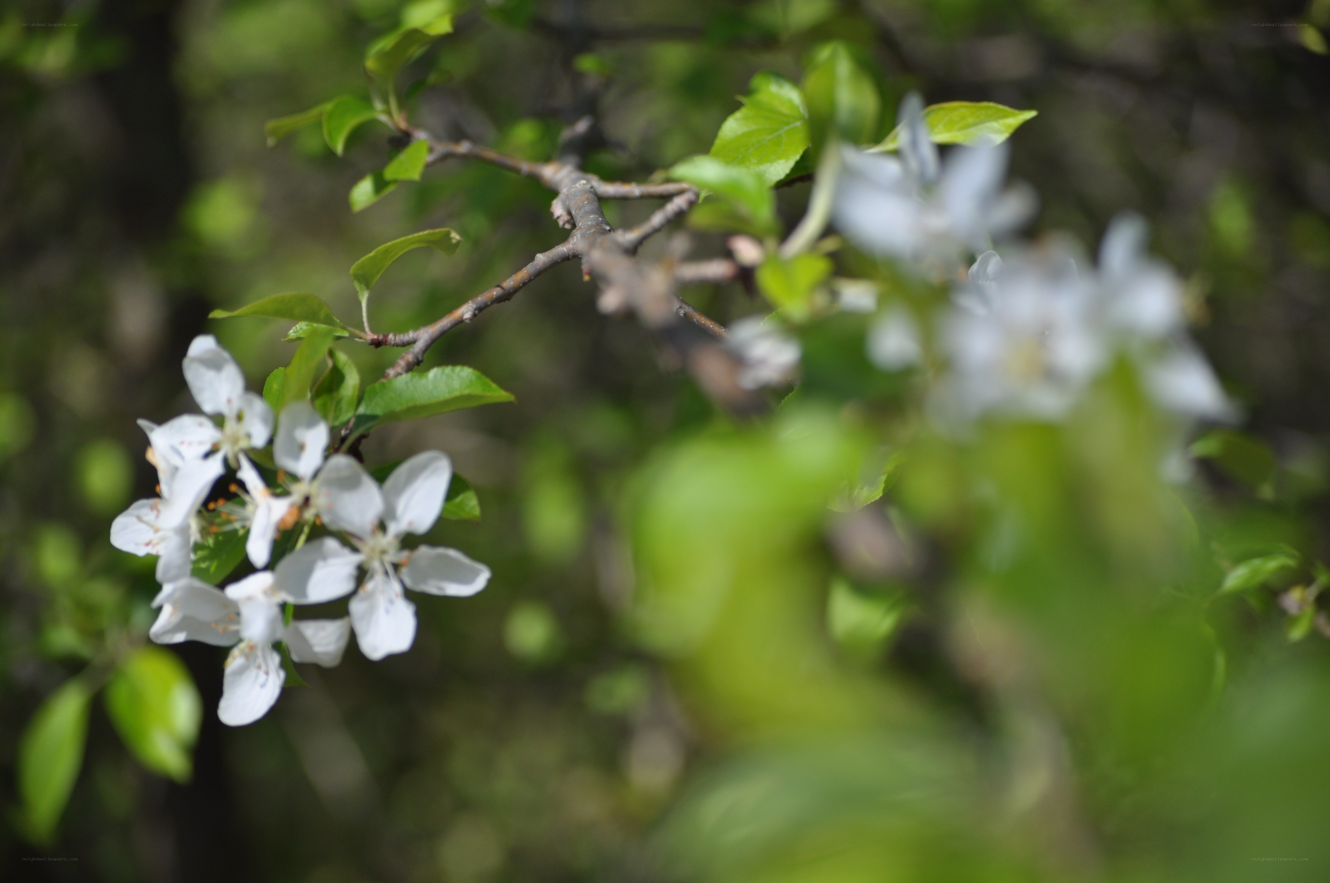 white blossoms on a tree branch