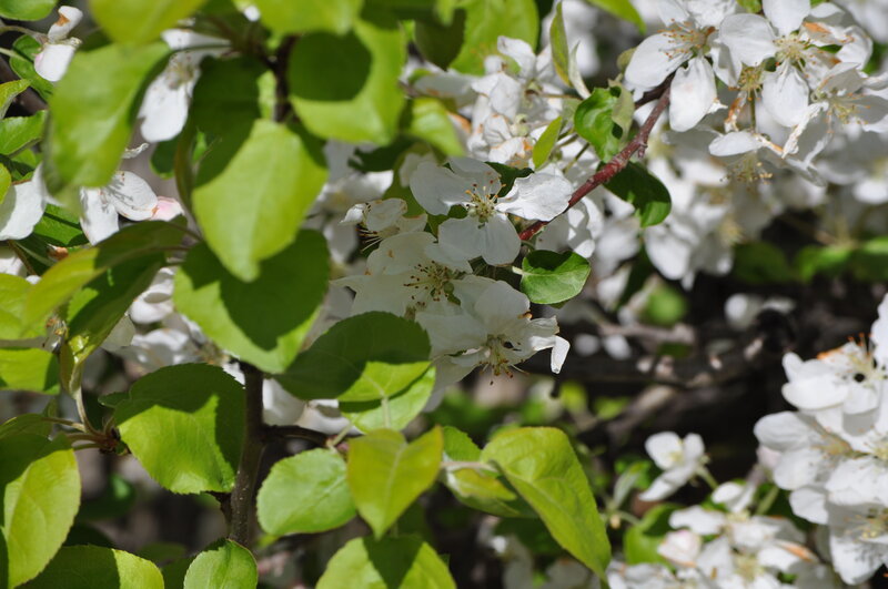 White blossoms on a tree branch