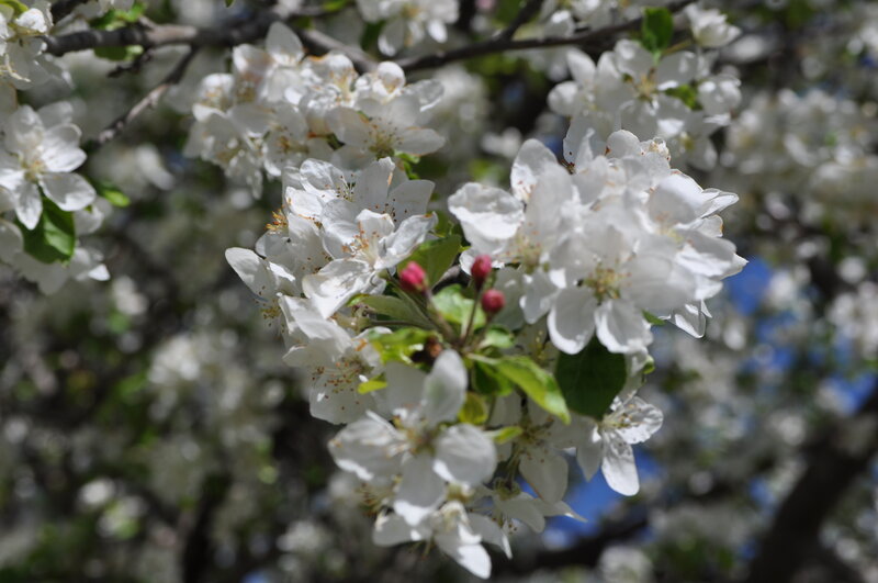 White blossoms on a tree branch