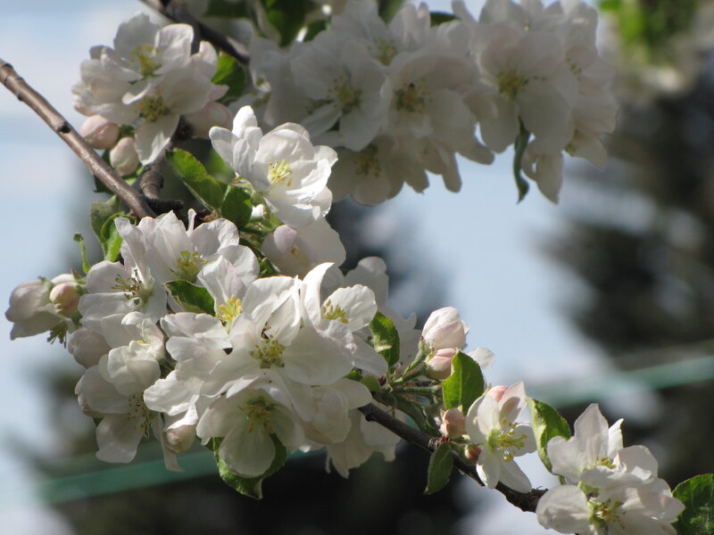 White blossoms on a tree branch