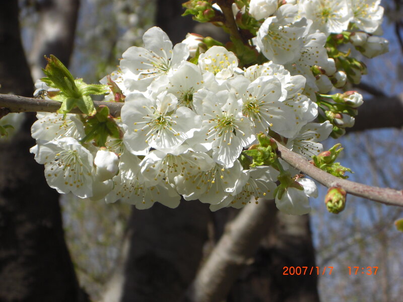 White blossoms on a tree branch