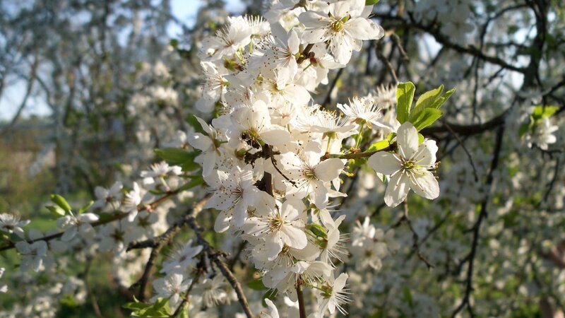 White blossoms on a tree branch