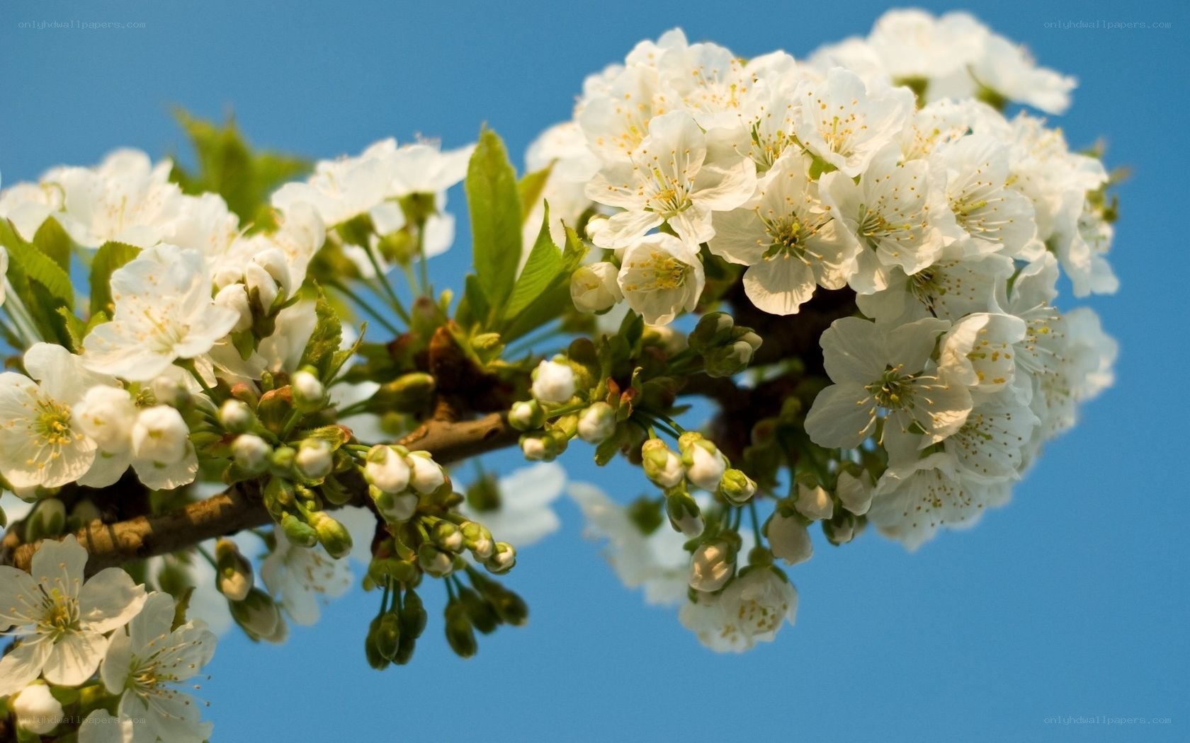 White blossoms on a tree branch