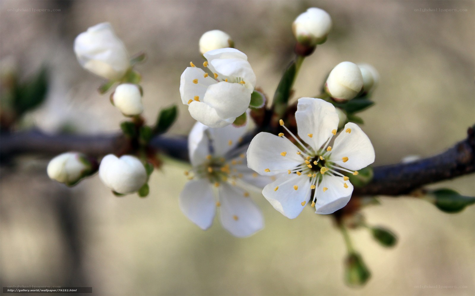 White blossoms on a tree branch