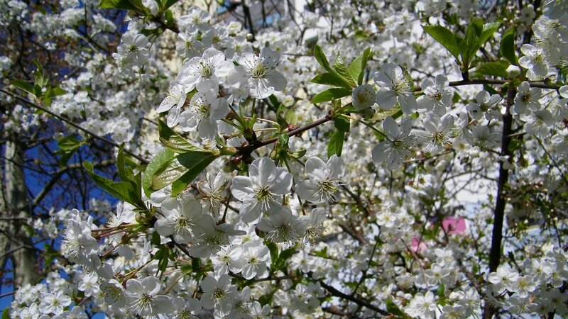 White blossoms on a tree branch