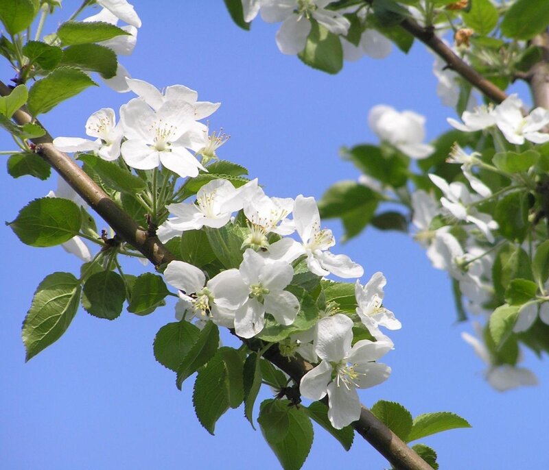 White blossoms on a tree branch