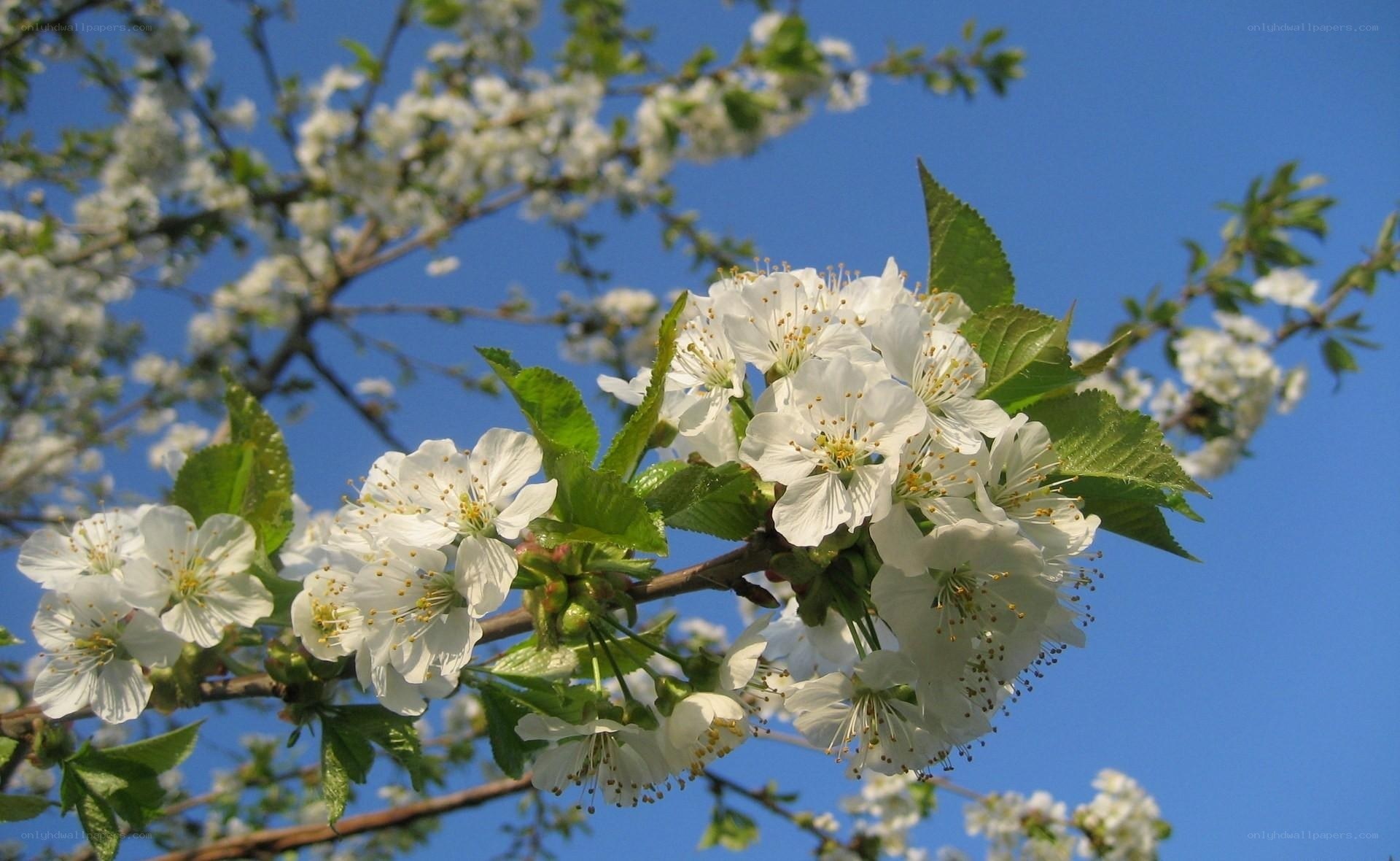 White blossoms on a tree branch