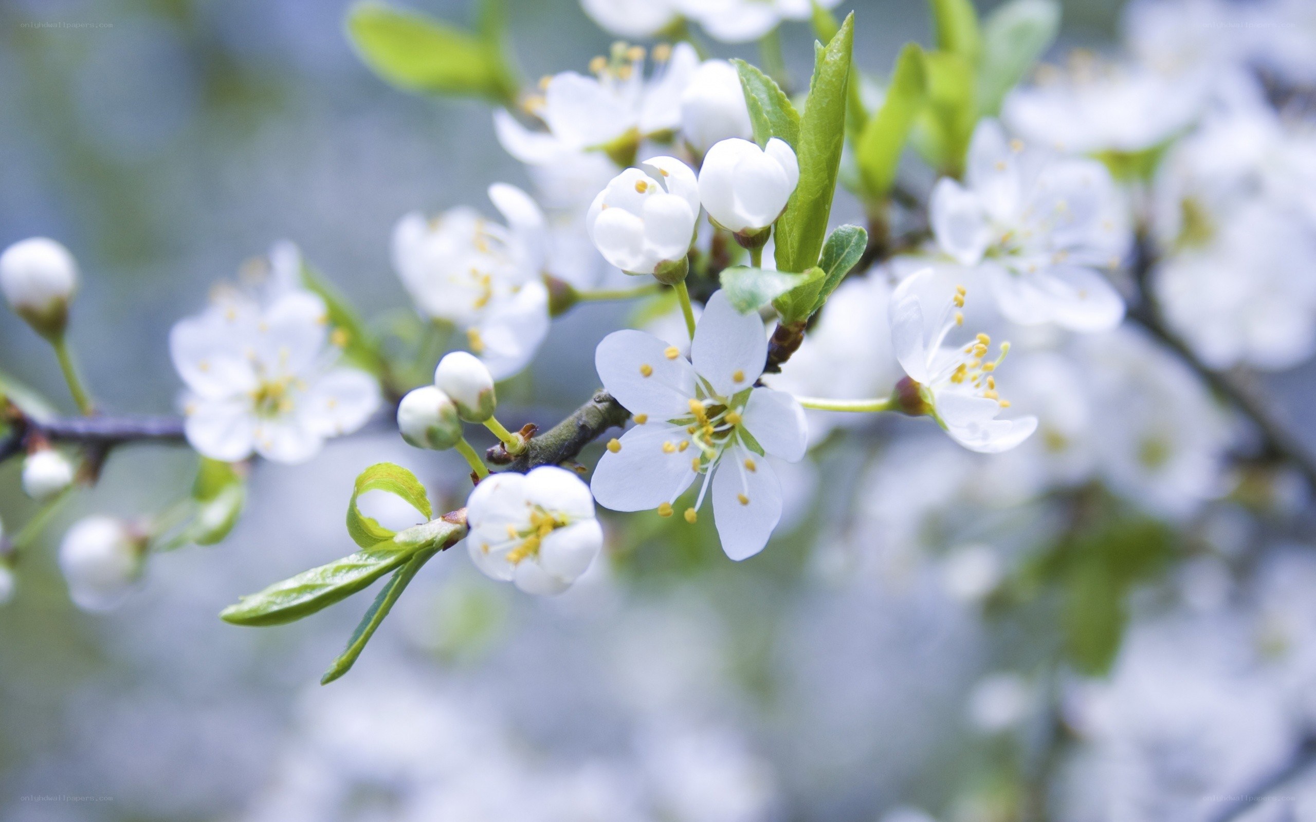 White blossoms on a tree branch