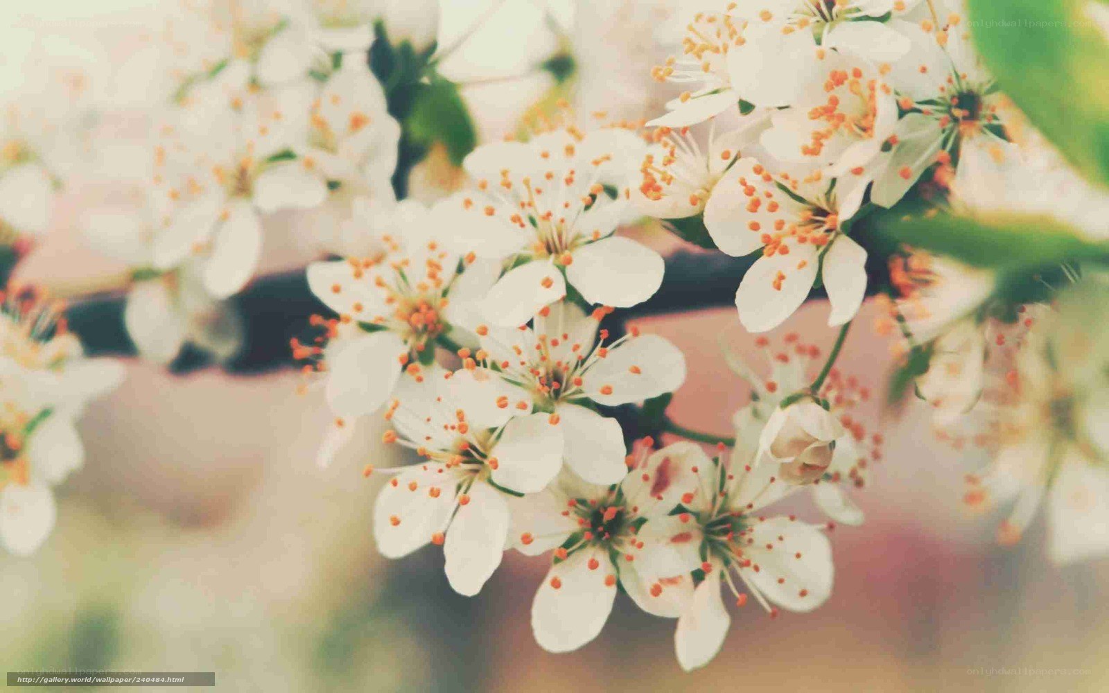 White blossoms on a tree branch