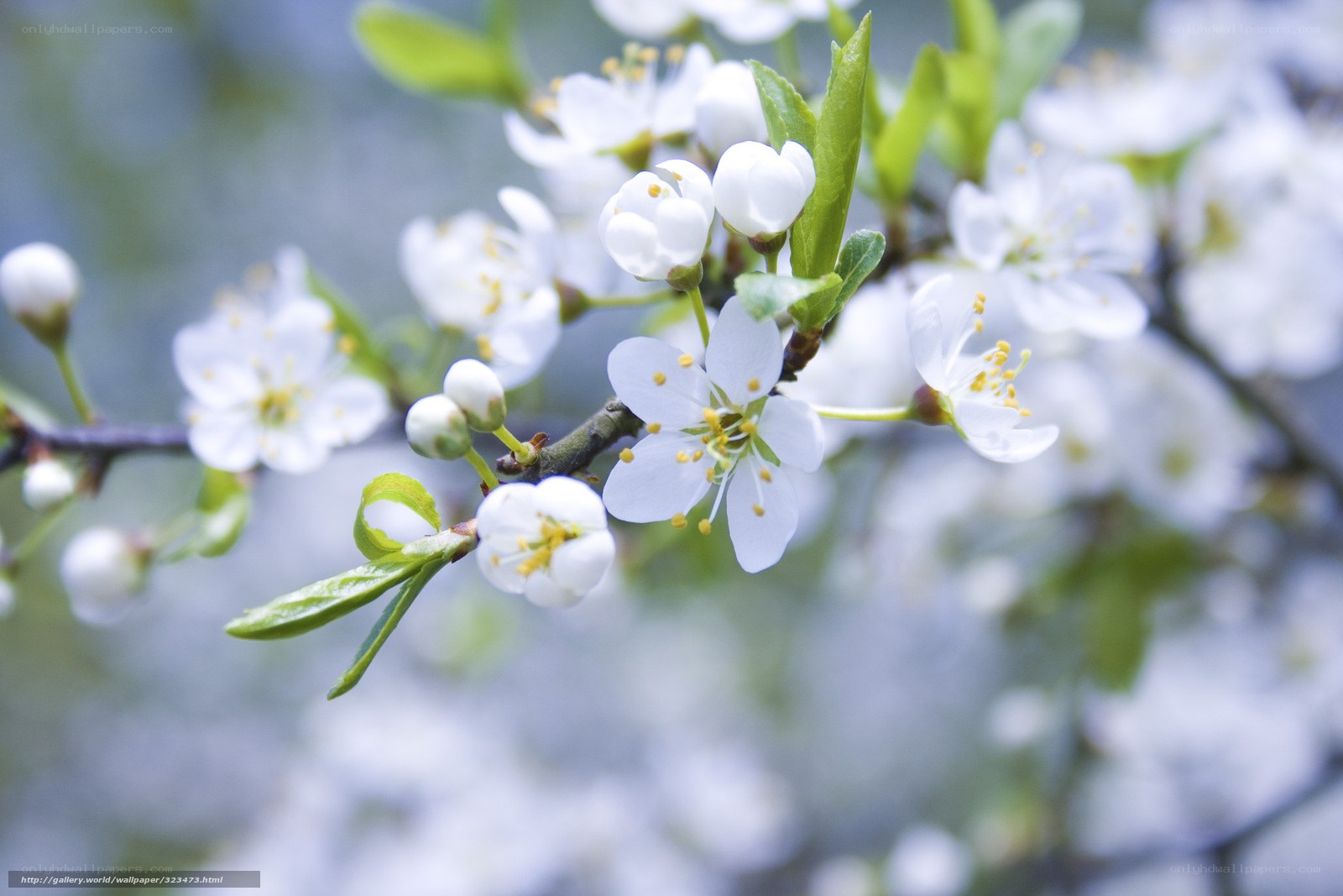 White blossoms on a tree branch
