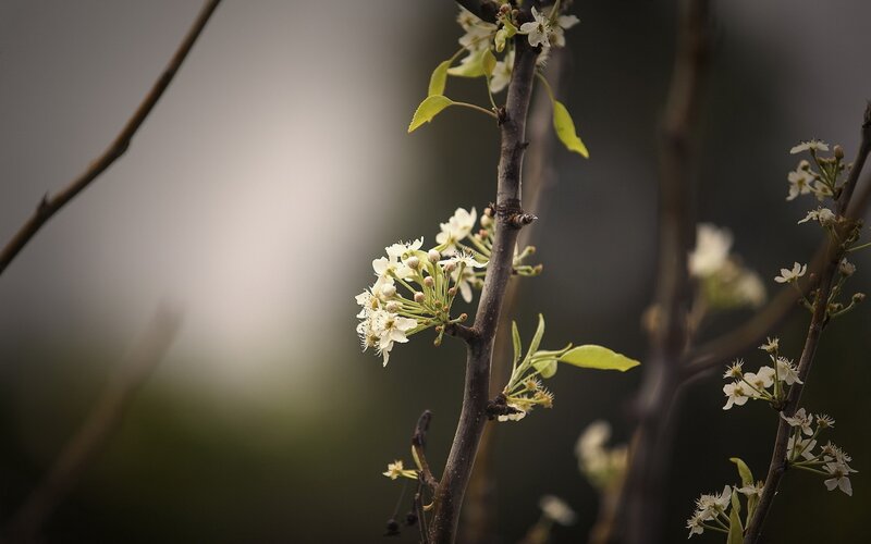 White blossoms on a tree branch