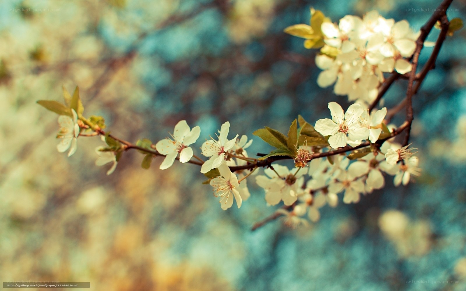 White blossoms on a tree branch