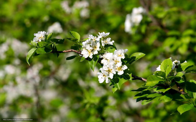 White blossoms on a tree branch